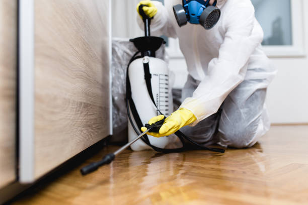 Wasp Removal Services in Midland, MI